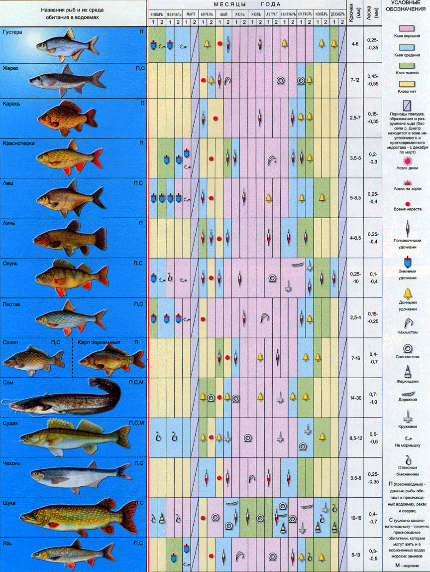 Когда начинается клев щуки. Таблица рыболова. Клев рыбы. Таблица клева рыбы. Период нереста рыбы.